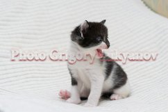 Stock Photo - Little kittens at home on a plaid. Product Image 1