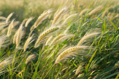 Wheat Cereal Grain Background Wallpaper Product Image 1
