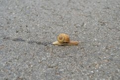 Big garden snail in shell crawling on wet road hurry home Product Image 14