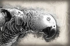 Collection of 12 Images 4k of Bird Portraits PACK 08 300 dpi Product Image 13