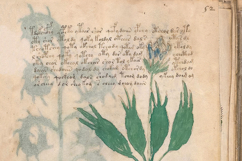 The Voynich Manuscript Set 1: 80 Codex Images Product Image 3