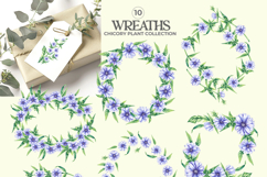 Chicory Plant Watercolor Collection Product Image 7