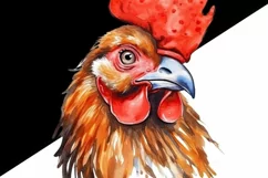 Watercolor Rooster PNG Digital Download Product Image 4