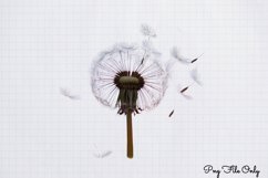 Blowing Dandelions Clipart PNG Product Image 1
