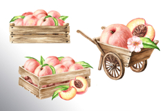 Ripe Peaches Product Image 13