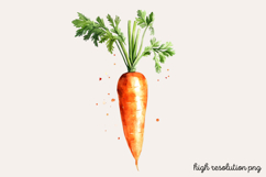 Carrot Watercolor Clipart PNG Product Image 1