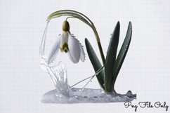 Snowdrops Clipart Bundle PNG Product Image 13