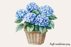 Hydrangea Watercolor Clipart PNG Product Image 1