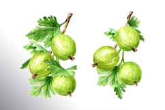 Gooseberry. Watercolor collection Product Image 13
