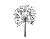 Palm Leaves svg, Botanical png Product Image 17