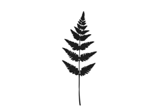 Botanical bundle - svg, png Product Image 15