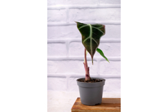 Alocasia amazonica mini in a gray pot Product Image 1