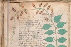 The Voynich Manuscript Set 2: 80 Undecipherable Images Product Image 4