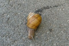 Big garden snail in shell crawling on wet road hurry home Product Image 28