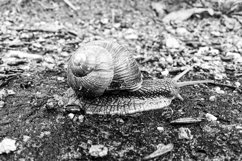 Big garden snail in shell crawling on wet road hurry home Product Image 12