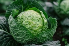 Fresh green cabbage head in field Product Image 1