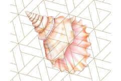 Natural Seashell Clipart PNG, Summer Nautical Beach Shell Product Image 5