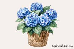 Hydrangea Watercolor Cliparts Bundle PNG Product Image 9