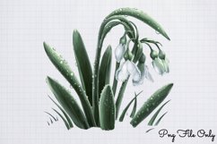 Snowdrops Clipart PNG PNG Product Image 1