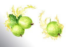 Gooseberry. Watercolor collection Product Image 14