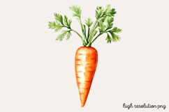 Carrot Watercolor Clipart PNG Product Image 1