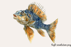 Underwater Animals Clipart PNG Product Image 1