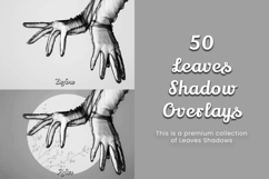 50 Leaves Shadow Overlays Product Image 13