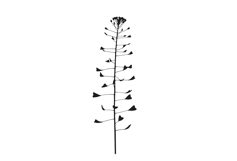 Botanical bundle - svg, png Product Image 16