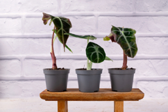 Alocasia amazonica and alocasia ninja in gray pots Product Image 1