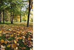 autumn forest . Belarus Product Image 1