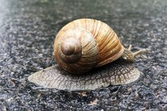 Big garden snail in shell crawling on wet road hurry home Product Image 17