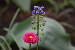blooming flowers in the garden Product Image 1