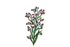 Botanical bouquet of wildflowers isolated on white bg vector Product Image 1