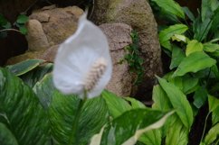 blooming flowers in the garden Product Image 1