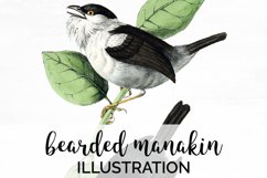 Bird Clipart Vintage Manakin Product Image 1