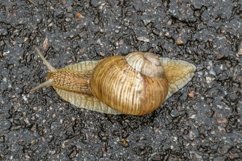 Big garden snail in shell crawling on wet road hurry home Product Image 19