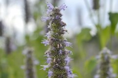 SET different blooming flowers with leaves in natural nature Product Image 16
