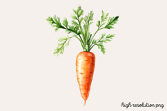Carrot Watercolor Clipart PNG Product Image 1