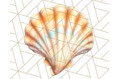 Natural Seashell Clipart PNG, Summer Nautical Beach Shell Product Image 2