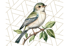 Vintage Song Bird Clipart PNG, Botanical Bird Art Clip Art Product Image 2