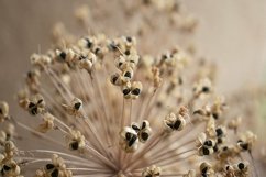 natural background of dry flowers Product Image 1