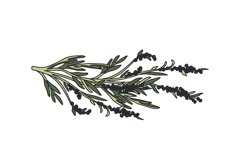 Botanical olive branch with leaves and berries isolated Product Image 1