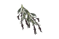 Botanical olive branch with leaves and berries isolated Product Image 1