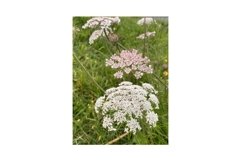 Photo of the Flower of Daucus Carota, Wild Carrot Product Image 1