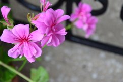 blooming flowers in the garden Product Image 1