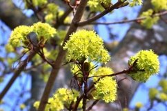 24x Beautiful backgrounds of flowering trees Product Image 17