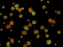 50 FALLING LEAVES TRANSPARENT PNG FILES, PHOTOSHOP OVERLAYS Product Image 9
