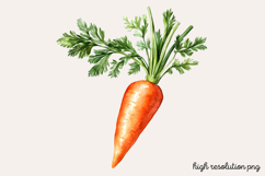 Carrot Watercolor Clipart PNG Product Image 1