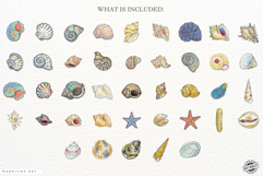 Hand-Drawn Seashells Clipart Product Image 4