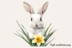 Springtime Daffodils Easter Clipart PNG Product Image 1
